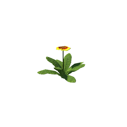 flower plant5